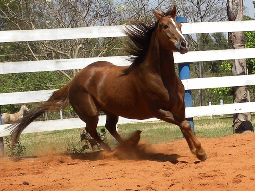 EF SAFIRA LEO